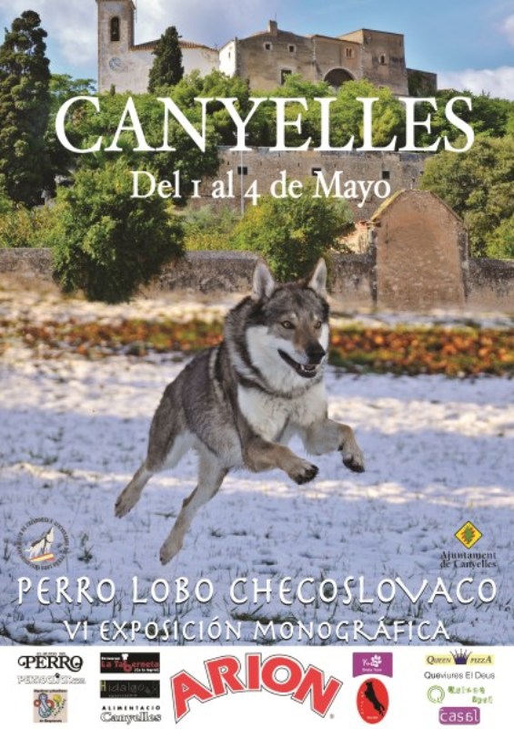 Perro Lobo Checoslovaco