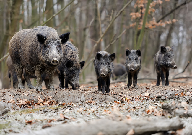 2024 06 28 porcsenglarsfoto